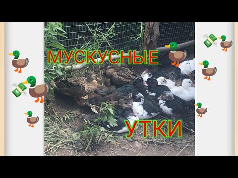 Видео: ЧЕМ ХОРОШИ МУСКУСНЫЕ УТКИ (ИНДОУТКИ) 🦆 // ЧЕМ МОЖНО ЗАНЯТЬСЯ В ДЕРЕВНЕ🏕️