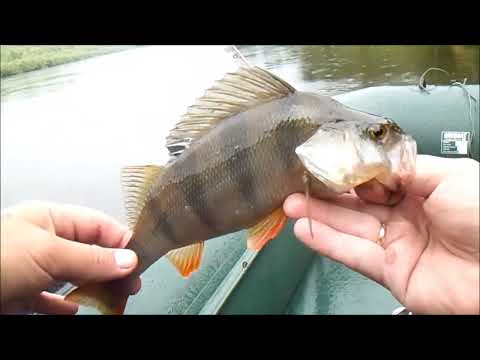 Видео: Ловля рыбы на пиявку,кукурузу донными удочками на реке Припять.