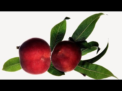 Видео: Boadicea Glorious: новый флакон на полке. Топ персиковых ароматов на лето