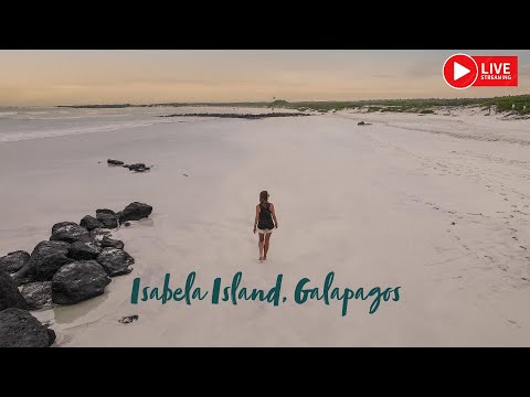 Видео: Галапагос: На живо от остров Изабела, Галапагос, Еквадор