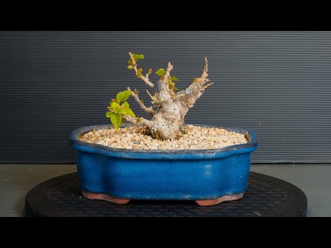 Видео: Бонсай Pink Pixie Bougainvillea обрезка и весенний уход (дерево 16 – часть 1)