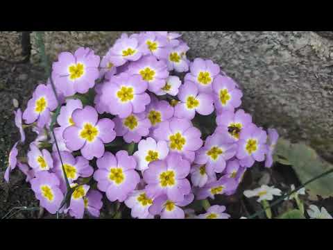Видео: Вот вам саженцы РОЗЫ ФОКИНО. ЭТО жирная точка. Заказам ⛔⛔⛔⛔⛔СТОП