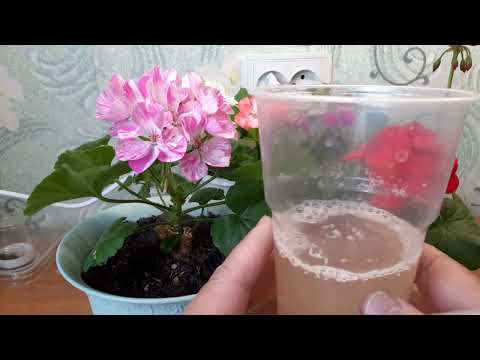 Видео: Чтобы получить у пеларгонии низкий,крепкий и крупный цветок,дайте ей эти удобрения.