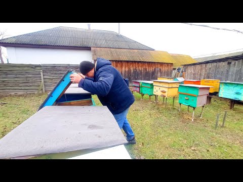 Видео: Важно! Как понять что у пчёл начались проблемы!