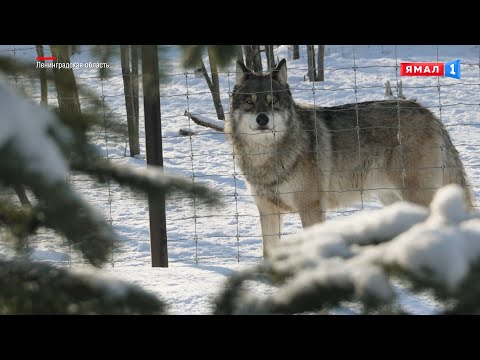 Видео: «Парк северных волков». Как в Ленинградской области живут хищники с ямальским характером