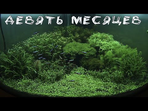 Видео: Аквариум по системе Takashi Amano 9 месяцев после запуска