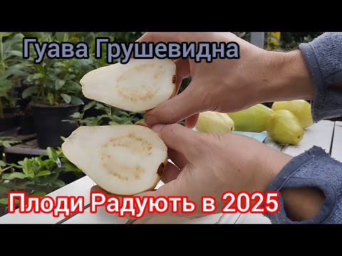 Видео: Гуава Грушевидна радує плодами в 2025 році)))
