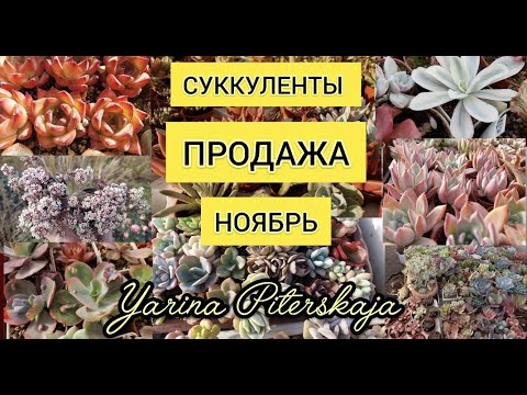 Видео: Суккуленты.  Продажа 350 видов. Ноябрь.