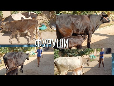 Видео: Мана боз хам ярмарка шид 4 сар гови гусаладор як сар гови бгуз  як сар гуножини зоти ФУРУШИ 