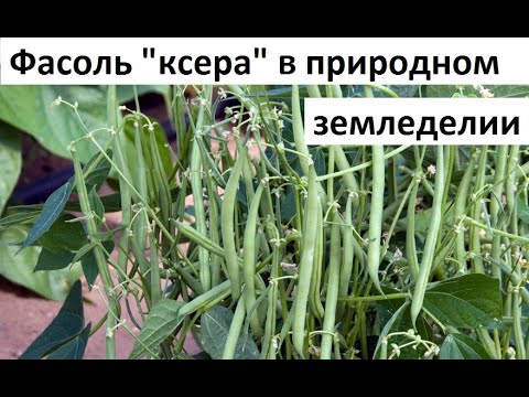 Видео: Фасоль кустовая, спаржевая от А до Я.