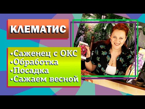 Видео: Клематис из упаковки. Посадка клематиса с открытой корневой системой.