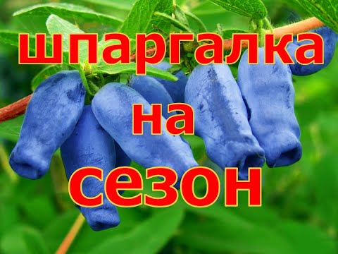 Видео: ШПАРГАЛКА на сезон! УХОД за ЖИМОЛОСТЬЮ! От А до Я !