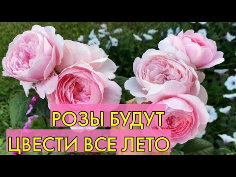 Видео: Летние подкормки роз. Готовим розы ко второй волне цветения