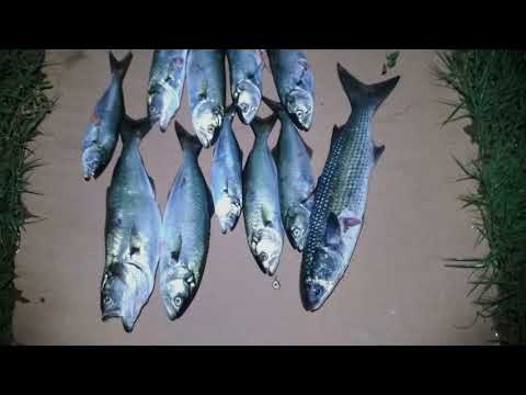 Видео: Подводная охота в черном море, луфарь