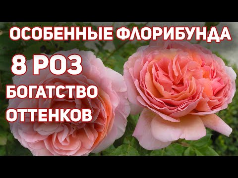 Видео: Особенные РОЗЫ флорибунда, впечатляющие переливами цвета! Сложная игра цвета.
