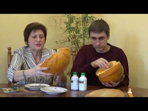 Видео: Тыквы ГОЛОСЕМЯННЫЕ - безотходное использование