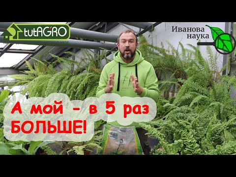 Видео: В 5 РАЗ ДЕШЕВЛЕ, ЧЕМ У ИЗВЕСТНОГО ПРОИЗВОДИТЕЛЯ! ОРГАНИЧЕСКАЯ ДОБАВКА К ПОЧВЕ и В ЛУНКУ - для урожая