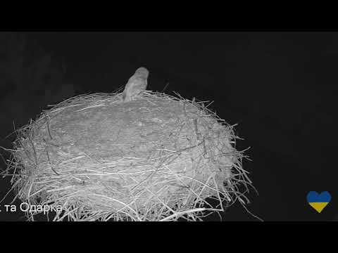 Видео: Спілкування сірих сов 3.09.2025