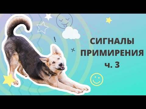 Видео: Сигналы примирения часть 3. Как понять собаку? Язык собак. Сигналы тела