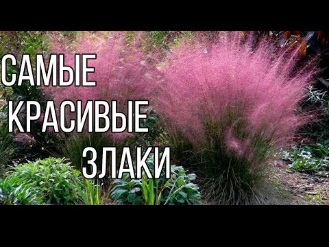 Видео: САМЫЕ ЗАСУХОУСТОЙЧИВЫЕ КРАСИВЫЕ ЗЛАКИ. Для средней полосы. Просто вырастить.