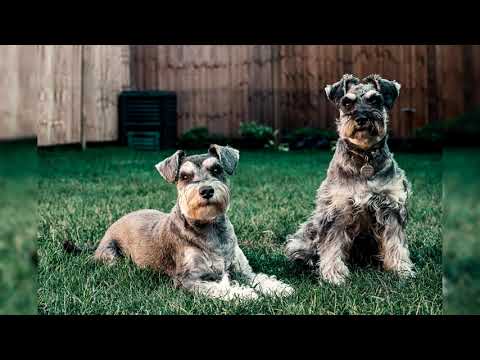 Видео: Миттельшнауцер. Плюсы и минусы, Цена, Как выбрать, Факты, Уход, История