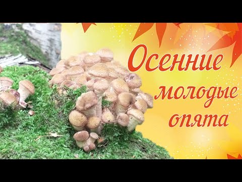 Видео: Ложные опята и опёнок осенний съедобный и их отличия. Канада | Квебек. Грибы 2021