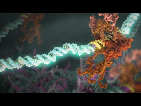 Видео: Роль p53 в развитии рака