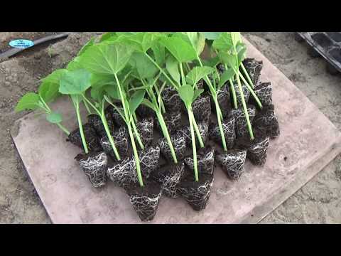 Видео: ВЫСАДКА ОГУРЦОВ на лето-осень. Как это делают у нас!