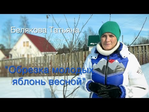 Видео: Плодовый сад. Обрезка молодых яблонь весной. Уход за яблоней.