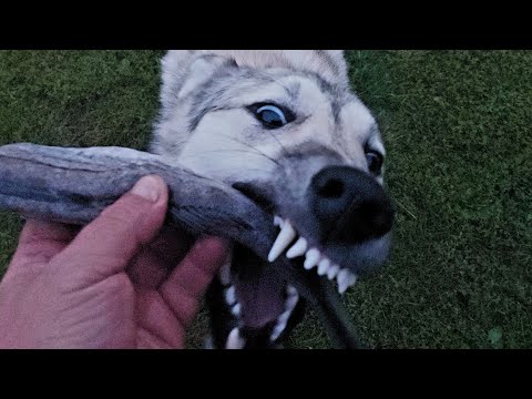 Видео: Голодное создание