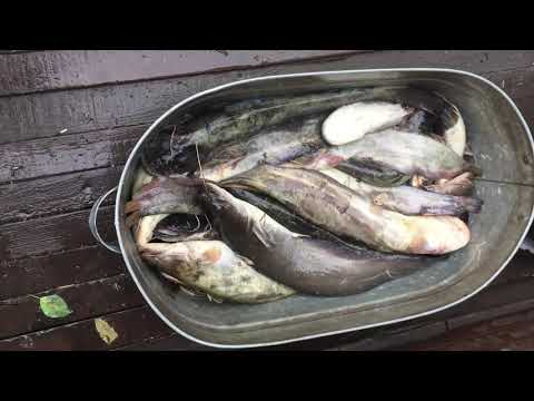 Видео: Ночная рыбалка на сома! Братское водохранилище!