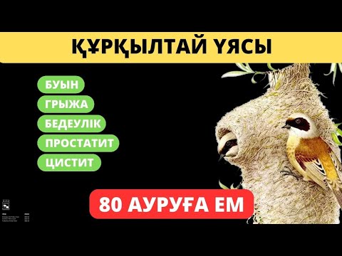 Видео: Құрқылтайдың ұясымен ОТАСЫЗ ЕМДЕЛІП шыққанын айтты. Құрқылтай ұясының емдік қасиеті #құрқылтайұясы