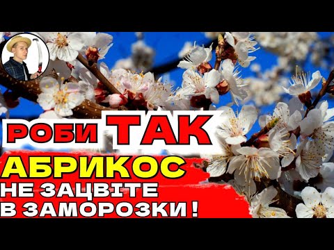 Видео: АБРИКОС ПОЧНЕ ЦВІСТИ ПІЗНІШЕ Два Перевірених Методи Оминути Весняні Заморозки