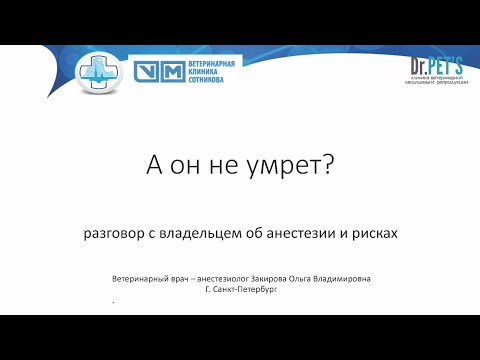 Видео: А он не умрет? Разговор с владельцем об анестезии и рисках