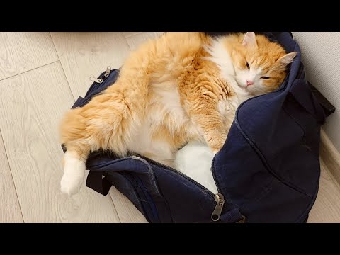 Видео: Главный груз:)) / Main cargo:)) #catlovers #cutecat #funnycats #pets