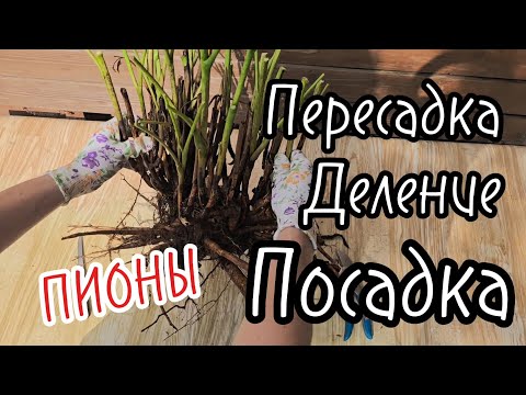 Видео: ЧЁТКО И ЯСНО О ПОСАДКЕ ПИОНА. ПОДРОБНО и без заморочек. На примере ИТО-гибрида.