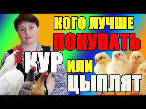 Видео: Кого лучше покупать МОЛОДЫХ КУР или СУТОЧНЫХ ЦЫПЛЯТ.