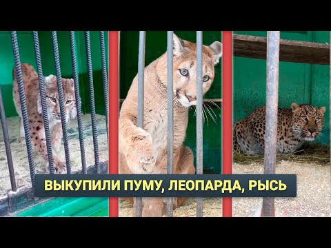 Видео: Спасли Хищников из Передвижного Зоопарка! Сколько это Стоило?