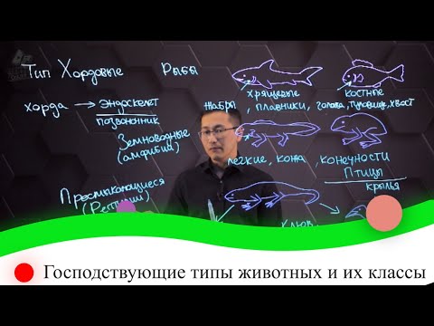 Видео: Господствующие типы животных и их классы. 2 часть. 8 класс.