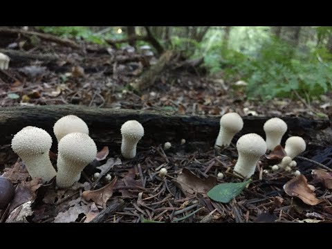 Видео: ДОЩОВИК ЇСТІВНИЙ/ LYCOPERDON PERLATUM - маловідомий їстівний гриб. Як відрізнити та що готувати