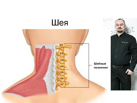 Видео: Шея и шейные спинномозговые нервы.