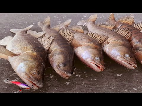 Видео: ЖИРНЫЙ ЗИМНИЙ СУДАК ОДИН ЗА ДРУГИМ! ловля судака на балансир. рыбалка зимой 2022.