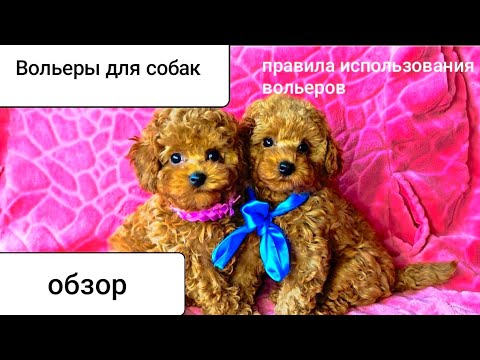 Видео: ВОЛЬЕР для собак той-пуделей в квартиру / вольеры для дома. ПРАВИЛА ИСПОЛЬЗОВАНИЯ вольера