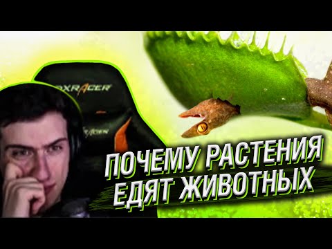 Видео: Hellyeahplay смотрит: Почему Растения Начали Есть Животных?