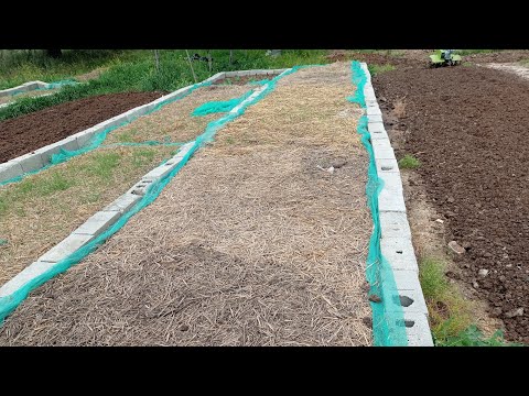 Видео: сөөлжандын өдөсу эмнеге чөп менен жабылат