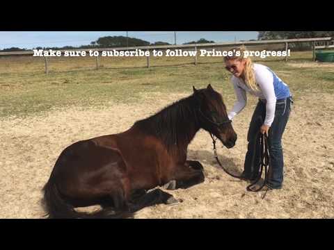 Видео: Как научить лошадь ложиться — день первый