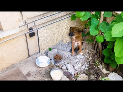 Видео: В тот день беременная собака спряталась в норе. Я поняла — она вот-вот родит...