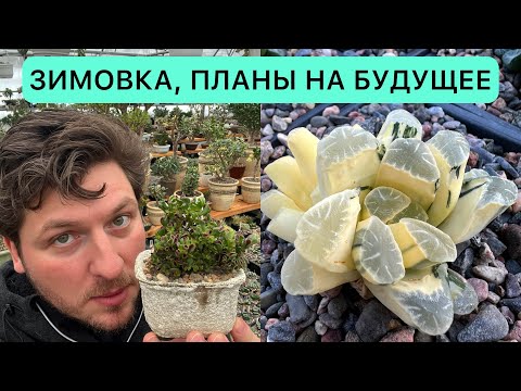 Видео: Кактусы и суккуленты зимой планы на будущее