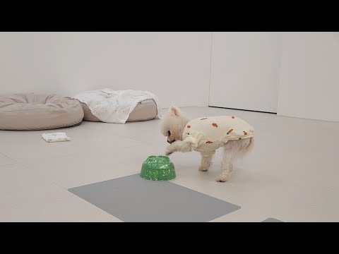 Видео: Переезд! Я сделала чаджанмён для моих собак