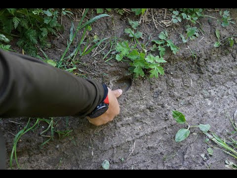 Видео: В поисках кабана  в новом районе.  5 июня 2022